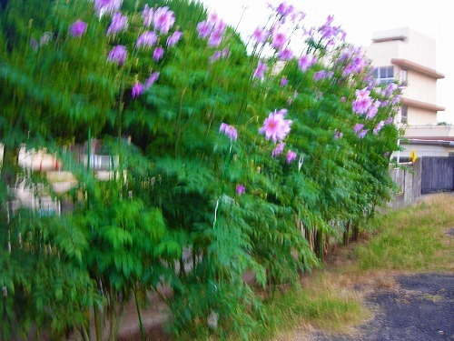 DSCN0327.jpg