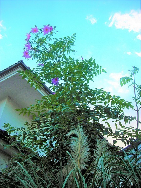DSCN0423.jpg