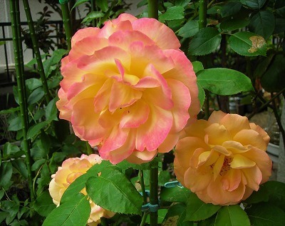 DSCN5019.jpg