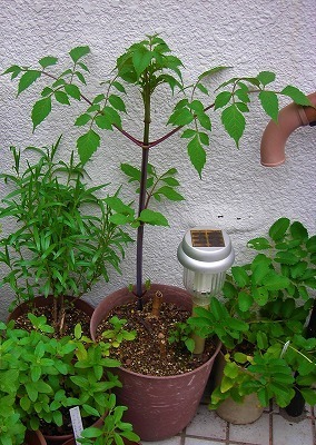 DSCN5044.jpg