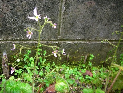 DSCN5057.jpg