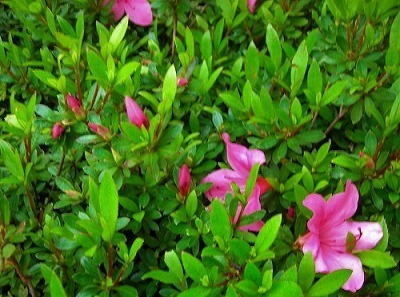 DSCN5062.jpg
