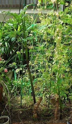 DSCN5067.jpg