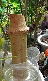 DSCN5068.jpg