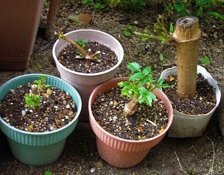 DSCN5071.jpg