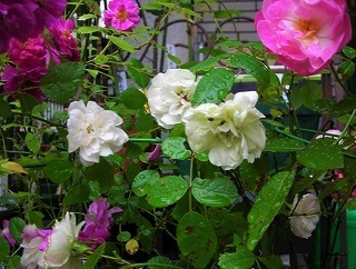 DSCN5241.jpg