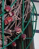 DSCN5252.jpg