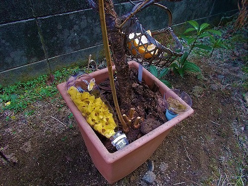DSCN5526.jpg