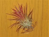 DSCN5541.jpg