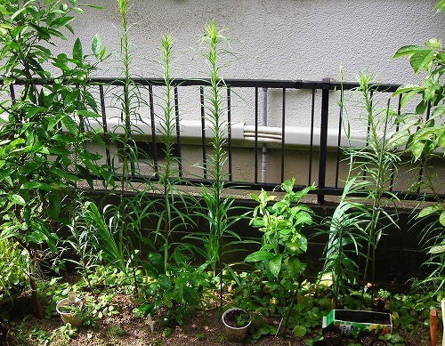 DSCN6875.jpg