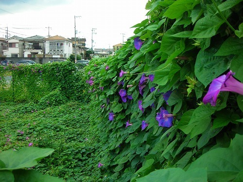 DSCN6910○.jpg