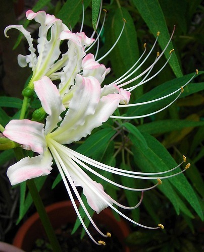 DSCN7764.jpg
