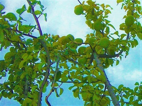 DSCN7879.jpg