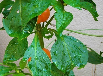 DSCN7928.jpg