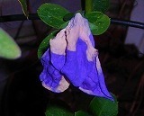 DSCN8133.jpg