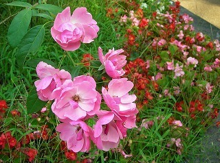 DSCN8471.jpg