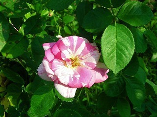 DSCN8480.jpg