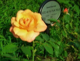 DSCN8484.jpg