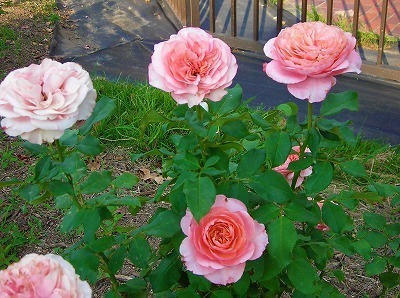 DSCN8495.jpg