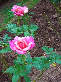DSCN8501.jpg