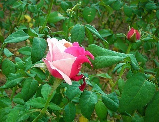 DSCN8503.jpg