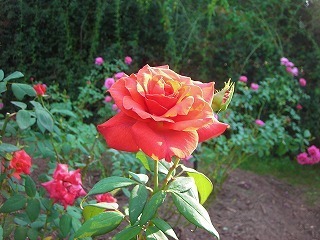 DSCN8506.jpg