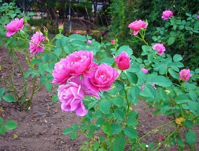 DSCN8511.jpg