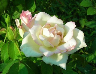 DSCN8524.jpg