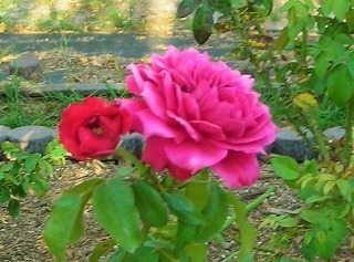DSCN8529.jpg