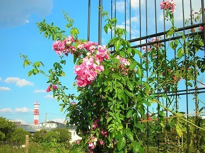 DSCN8532.jpg