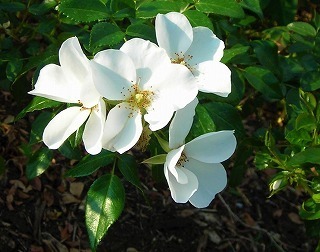 DSCN8544.jpg