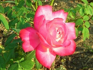 DSCN8553.jpg