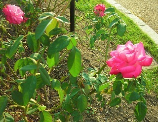 DSCN8554.jpg