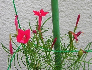 DSCN8609.jpg
