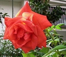 DSCN9166.jpg