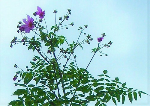 DSCN9840.jpg