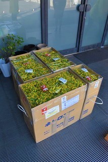菜の花600本from指宿.jpg