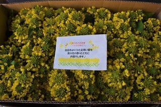 菜の花忌.jpg